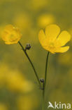 Scherpe boterbloem (Ranunculus acris)