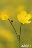 Meadow Buttercup (Ranunculus acris)