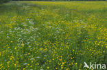 Scherpe boterbloem (Ranunculus acris)