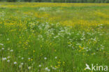 Scherpe boterbloem (Ranunculus acris)