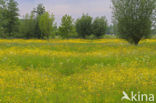 Meadow Buttercup (Ranunculus acris)