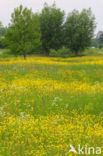 Meadow Buttercup (Ranunculus acris)