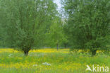 Meadow Buttercup (Ranunculus acris)