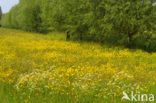 Scherpe boterbloem (Ranunculus acris)