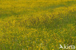 Scherpe boterbloem (Ranunculus acris)