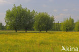 Scherpe boterbloem (Ranunculus acris)