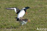 Scholekster (Haematopus ostralegus)