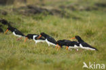 Scholekster (Haematopus ostralegus)