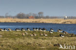 Scholekster (Haematopus ostralegus)