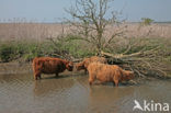 Highland Cow (Bos domesticus)