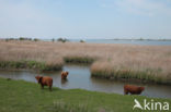 Highland Cow (Bos domesticus)