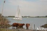 Highland Cow (Bos domesticus)