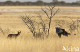 Secretary bird (Sagittarius serpentarius)