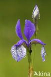 Siberian iris (Iris sibirica)