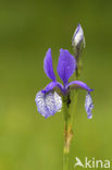 Siberische lis (Iris sibirica)