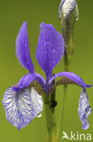 Siberian iris (Iris sibirica)