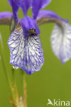 Siberian iris (Iris sibirica)