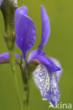 Siberian iris (Iris sibirica)