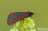 Sint-jacobsvlinder (Tyria jacobaeae)
