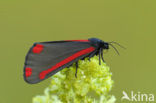 The Cinnabar (Tyria jacobaeae)