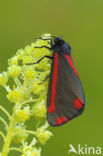 The Cinnabar (Tyria jacobaeae)