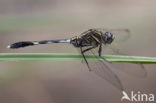 Slanke oeverlibel (Orthetrum sabina)