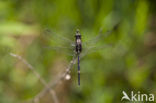 Slanke oeverlibel (Orthetrum sabina)