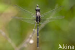 Slanke oeverlibel (Orthetrum sabina)