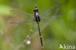 Slanke oeverlibel (Orthetrum sabina)