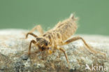 Slender Skimmer (Orthetrum sabina)