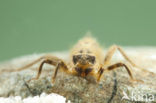 Slender Skimmer (Orthetrum sabina)