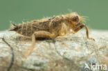 Slender Skimmer (Orthetrum sabina)