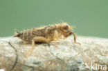 Slender Skimmer (Orthetrum sabina)