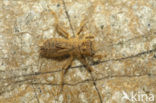 Slender Skimmer (Orthetrum sabina)