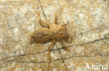 Slender Skimmer (Orthetrum sabina)