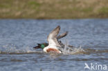 Northern Shoveler (Anas clypeata)