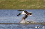 Northern Shoveler (Anas clypeata)