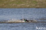 Northern Shoveler (Anas clypeata)