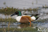 Northern Shoveler (Anas clypeata)