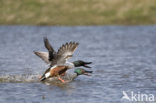 Northern Shoveler (Anas clypeata)