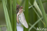 Downy Emerald (Cordulia aenea)