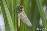 Downy Emerald (Cordulia aenea)