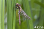 Downy Emerald (Cordulia aenea)