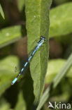 Northern Damselfly (Coenagrion hastulatum)