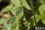 Northern Damselfly (Coenagrion hastulatum)