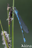 Northern Damselfly (Coenagrion hastulatum)