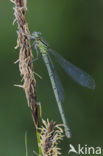 Northern Damselfly (Coenagrion hastulatum)
