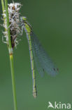 Northern Damselfly (Coenagrion hastulatum)