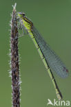 Northern Damselfly (Coenagrion hastulatum)