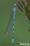 Northern Damselfly (Coenagrion hastulatum)